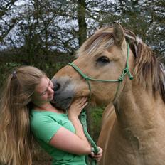 Fjordhest Kasper