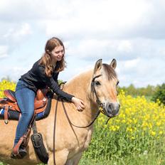 Fjordhest Kasper