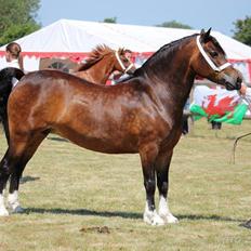 Welsh Pony af Cob-type (sec C) Gribsvads Mary