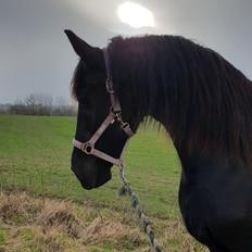 Frieser Elbrich fan Oostenburg STER