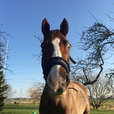 Anden særlig race Storm
