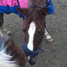 Anden særlig race Storm