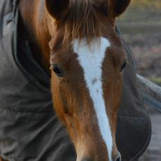 Palomino Brogaards shooting star