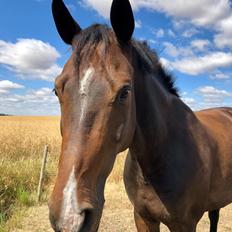 Dansk Varmblod First knight