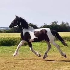 Barockpinto Arn Fan Stald Barok