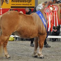 Shetlænder Rosenstandens balou