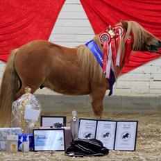 Shetlænder Rosenstandens balou