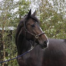 Dansk Varmblod Gipsy Birkely 