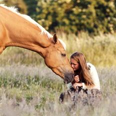 Palomino Stald Emilys Daisy Blue