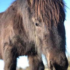 Islænder kreistgeir fra lundsgaard