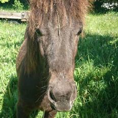 Islænder kreistgeir fra lundsgaard