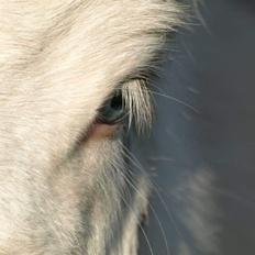 Anden særlig race ztormi
