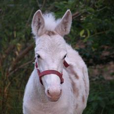 Anden særlig race ztormi