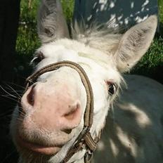 Anden særlig race ztormi