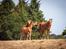 Palomino Zy Red Star *SOLGT*