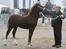 Welsh Cob (sec D) Maesbrithdir Super King