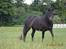 Dartmoor Edals waltzing matilda