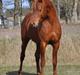 Arabisk fuldblod (OX) Thee fifth Element ox