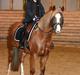 Welsh Pony (sec B) Clausholm Lady Java (dnk)