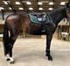 Dansk Varmblod First knight