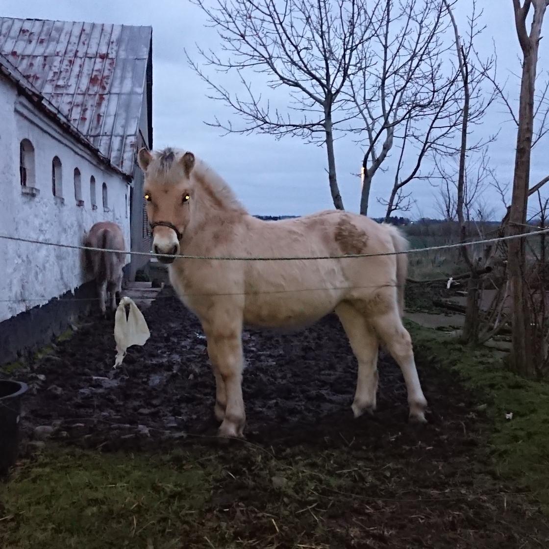 Fjordhest Lundbakkens Link  billede 2