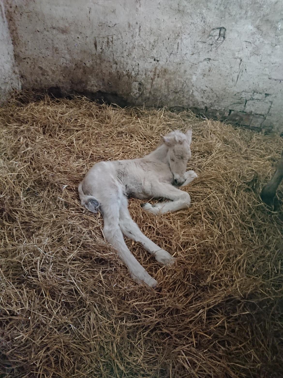 Fjordhest Lundbakkens Link  billede 3
