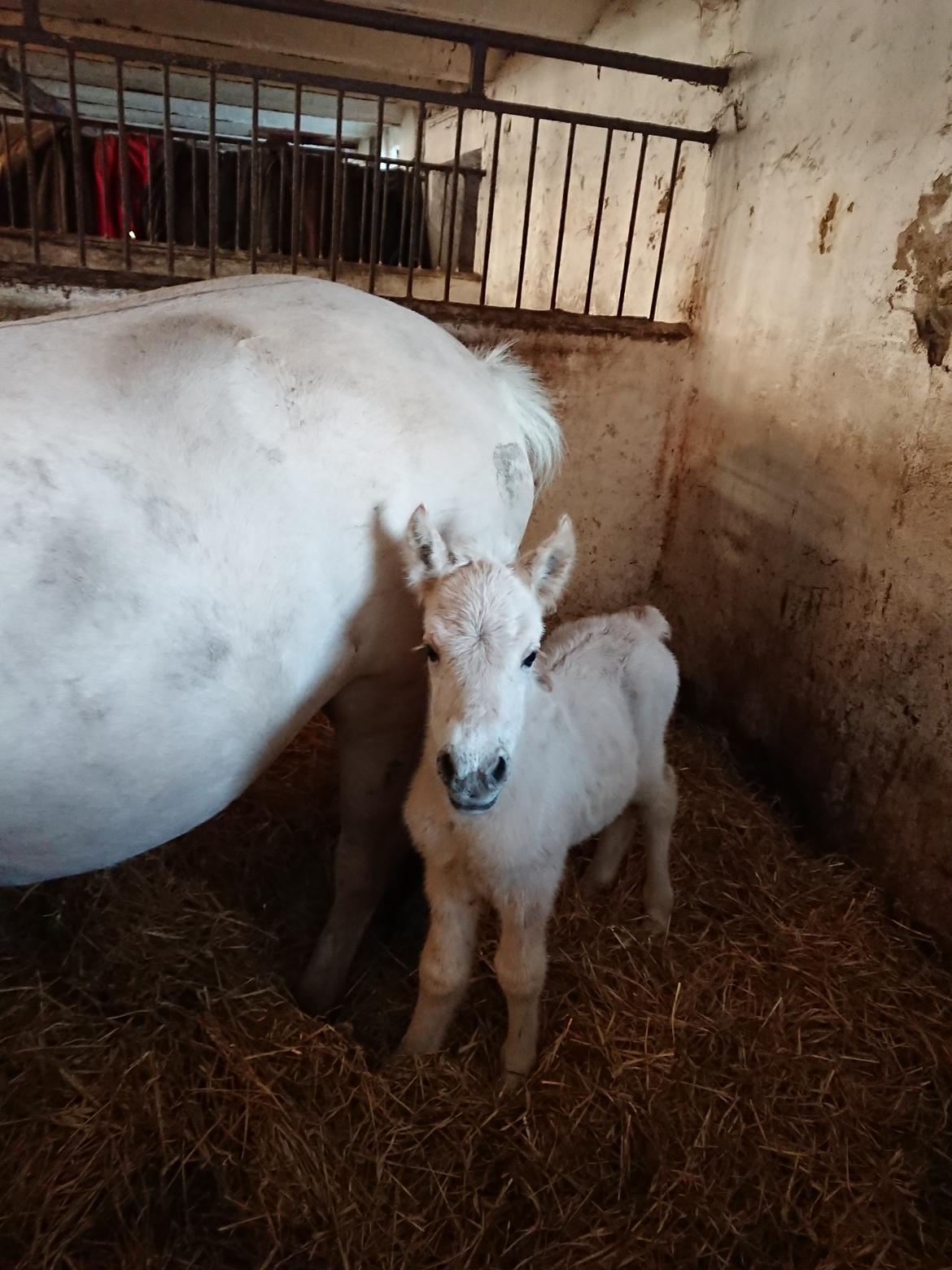 Fjordhest Lundbakkens Link  billede 4
