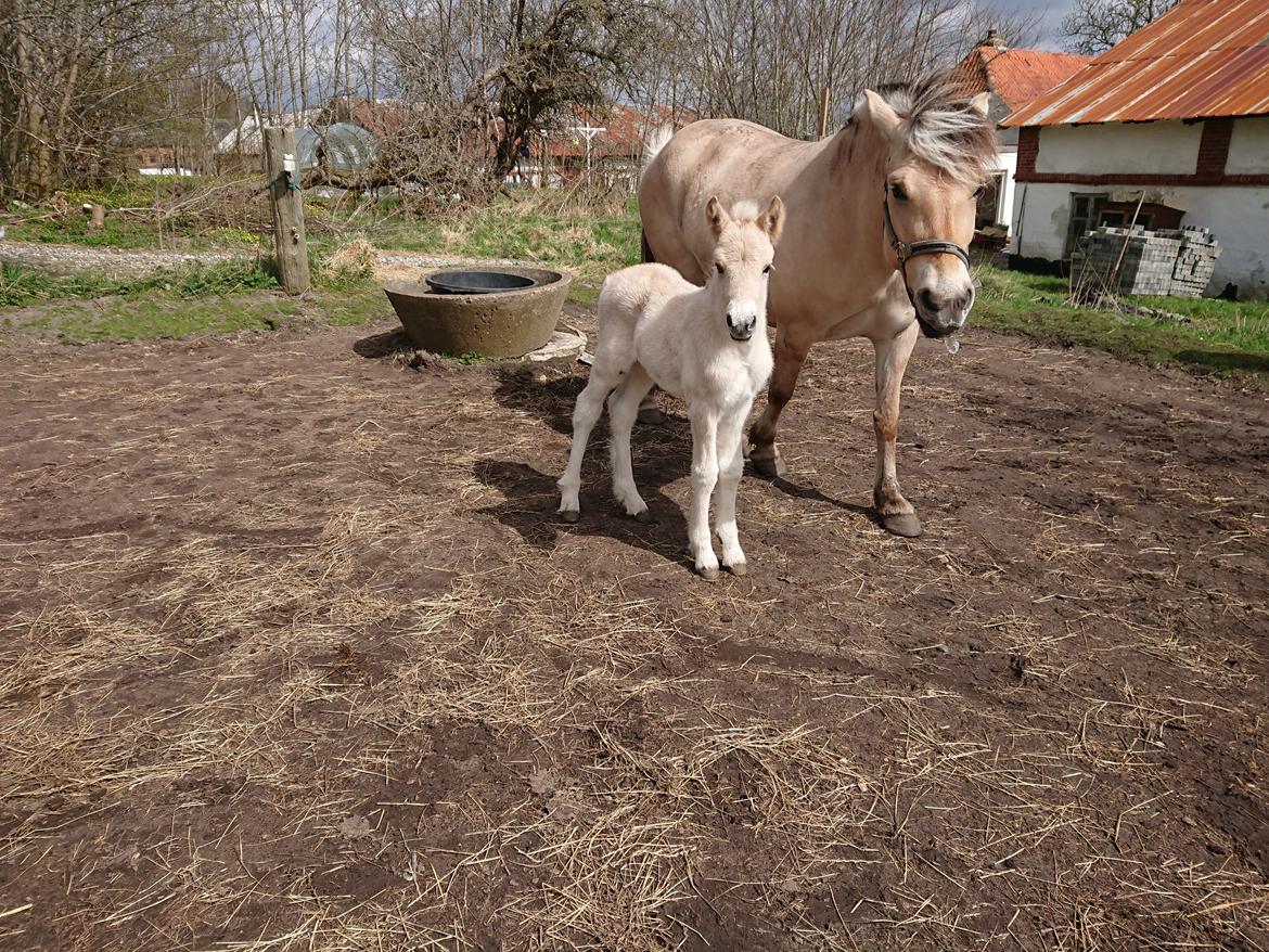 Fjordhest Lundbakkens Link  billede 5