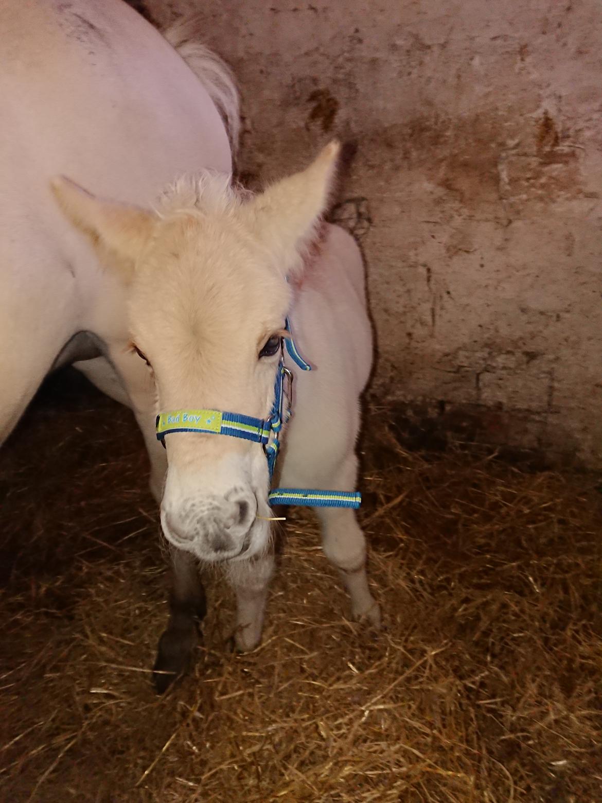 Fjordhest Lundbakkens Link  billede 6