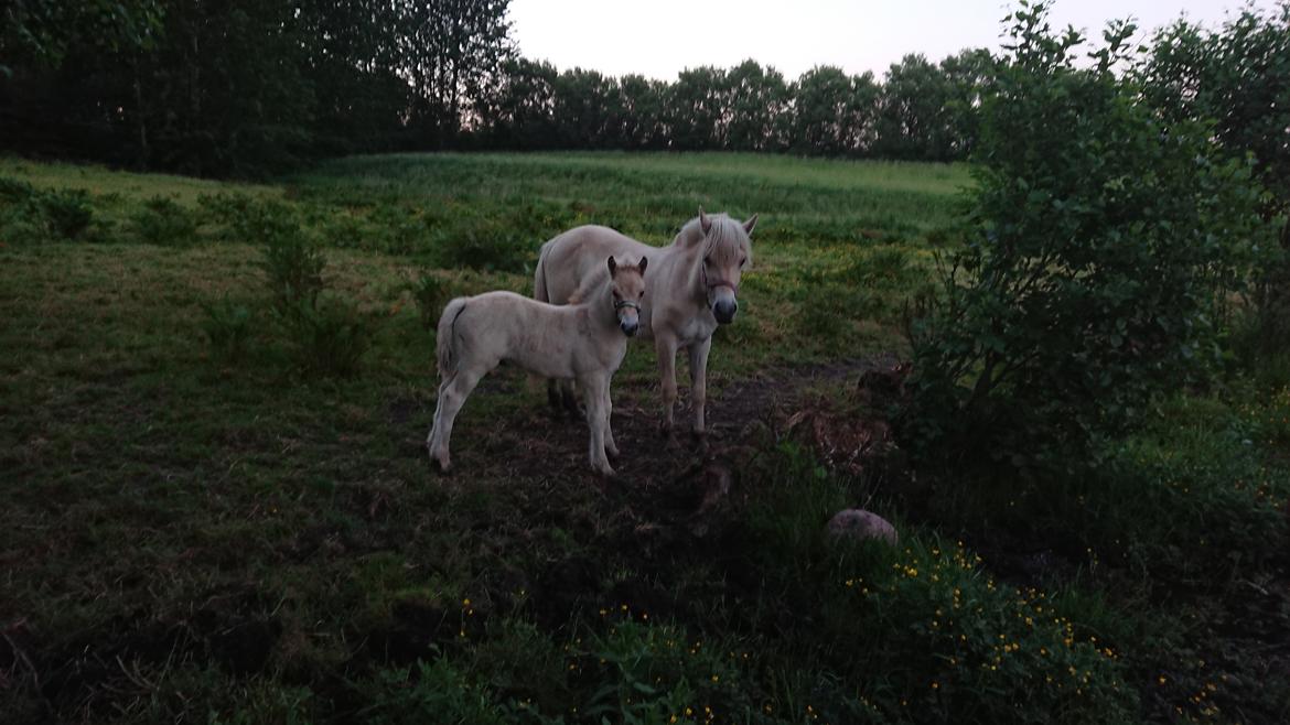 Fjordhest Lundbakkens Link  billede 7