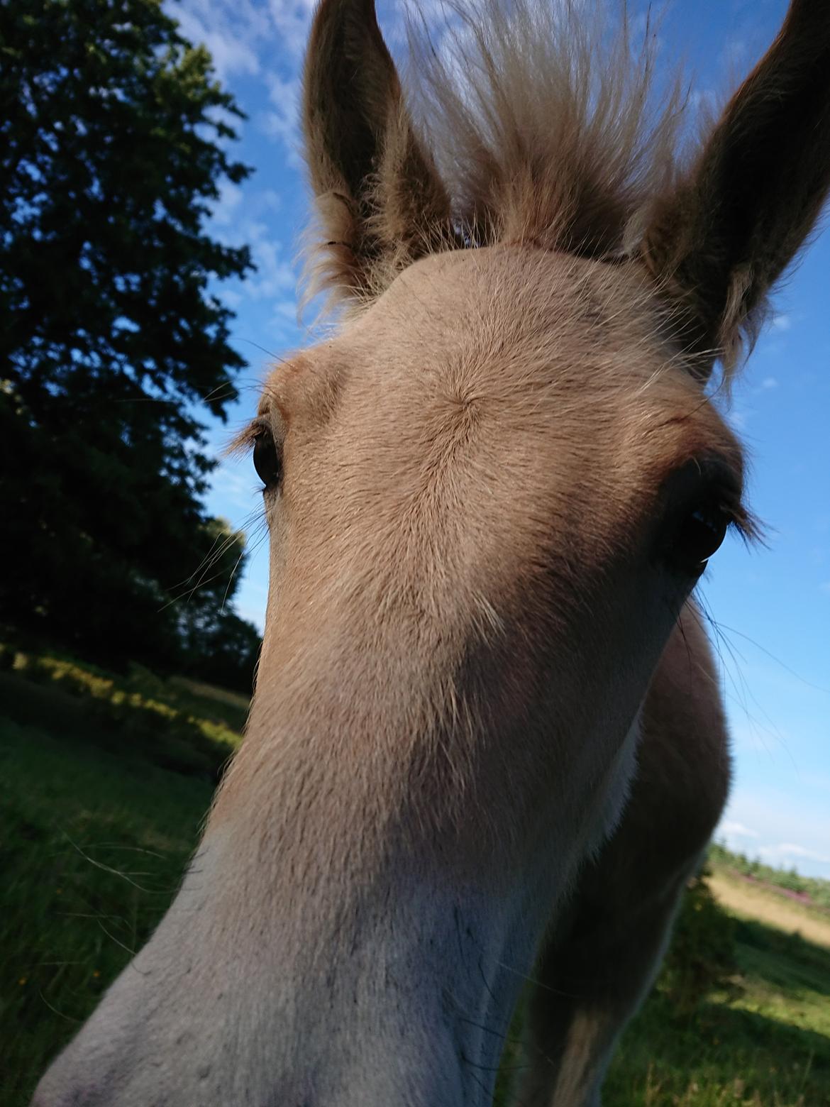 Fjordhest Lundbakkens Link  billede 8