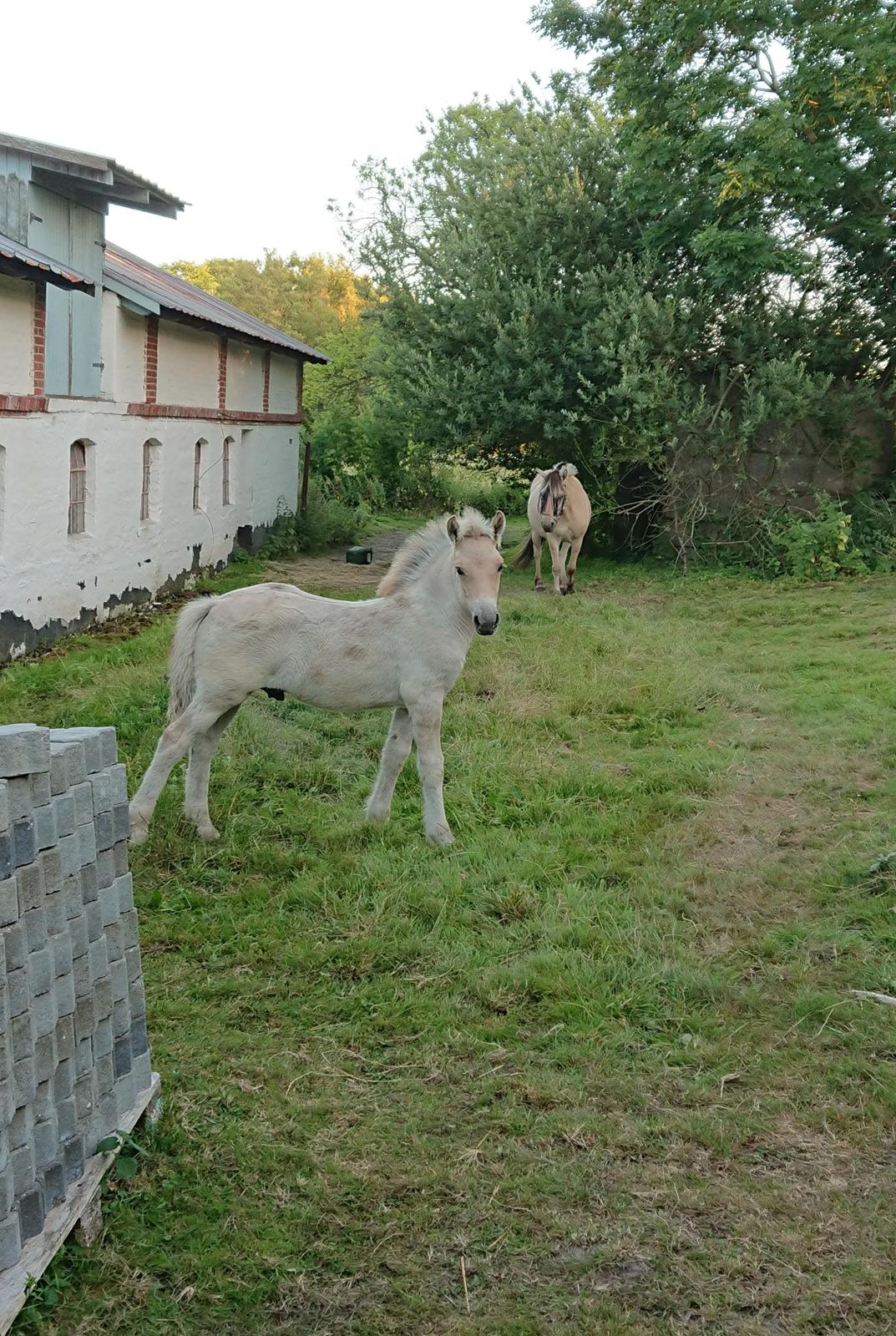 Fjordhest Lundbakkens Link  billede 9