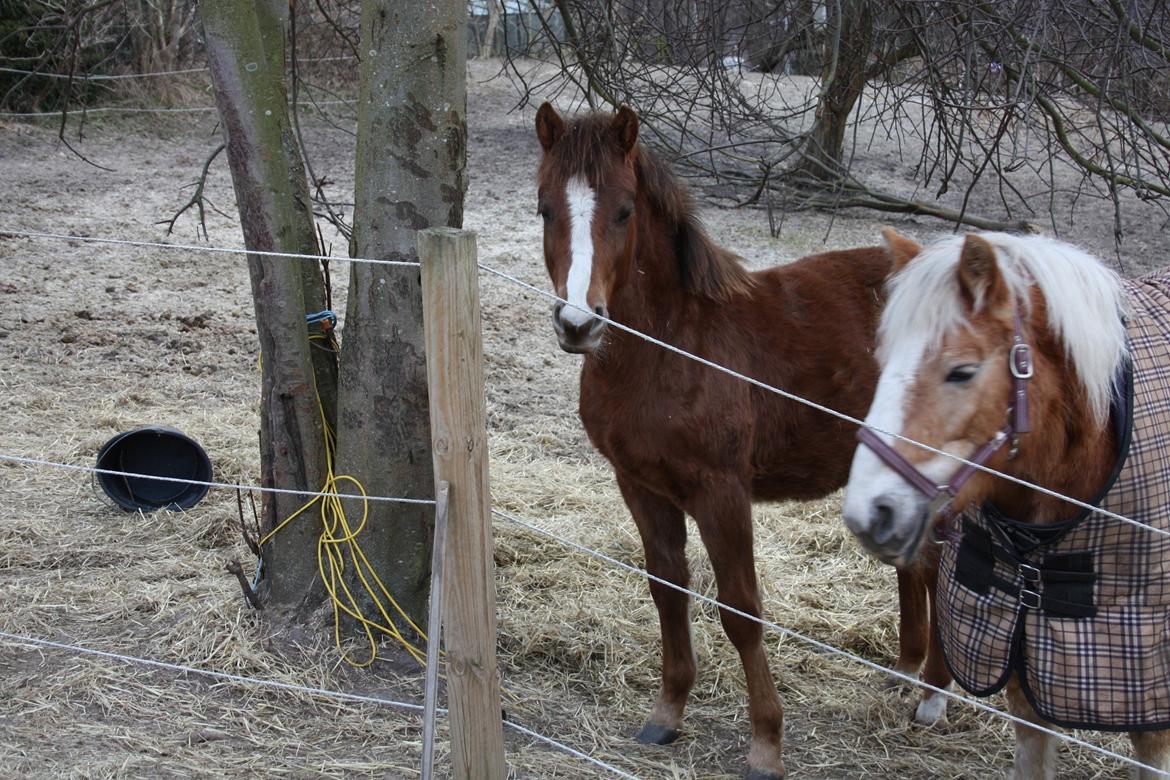 Haflinger Wicky billede 9