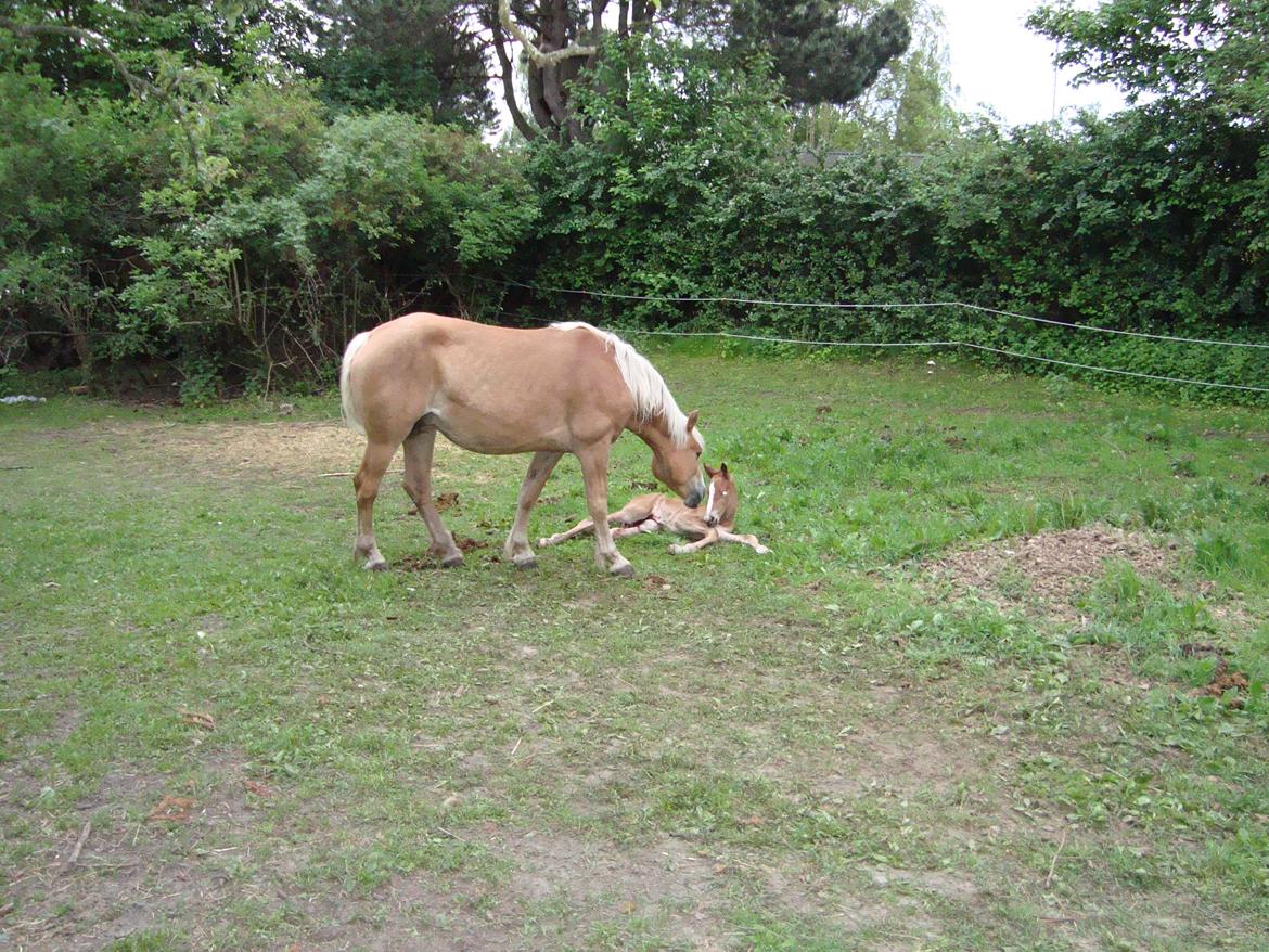 Haflinger Wicky billede 2