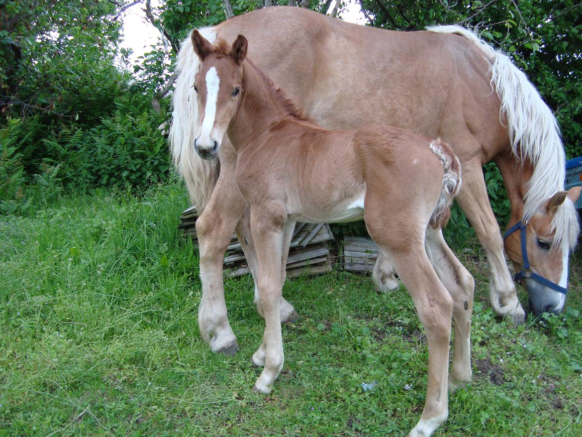 Haflinger Wicky billede 5