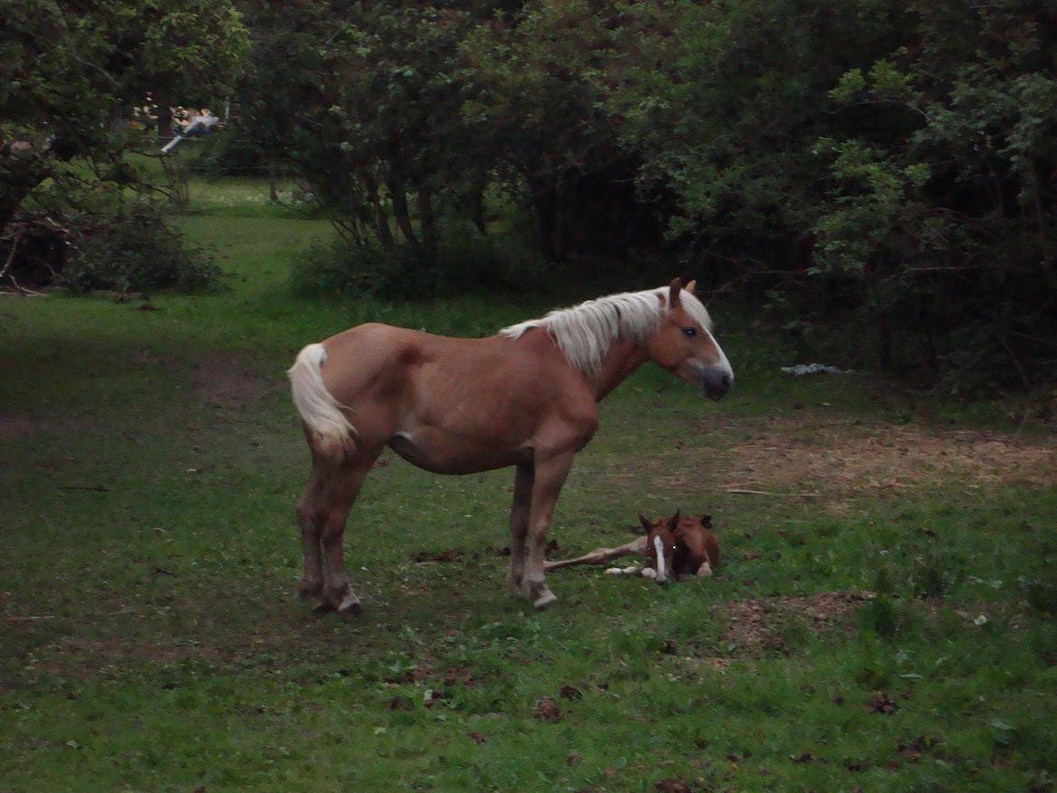 Haflinger Wicky billede 1