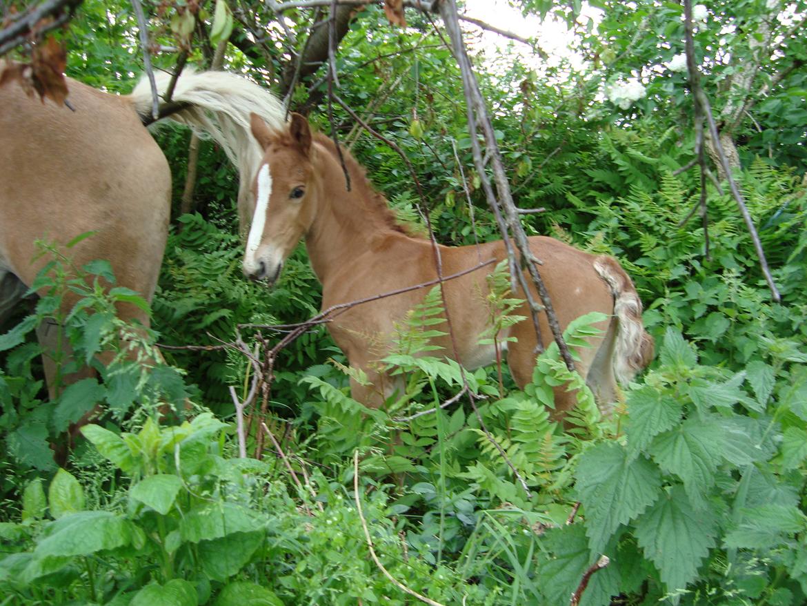 Haflinger Wicky billede 7