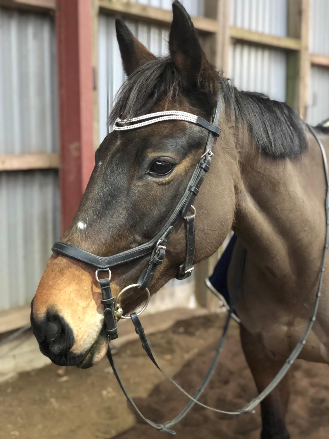 Irsk Sportspony BEIGH CASTLE [Tidl. lånepony] billede 9