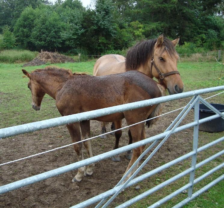 Haflinger Wicky billede 8