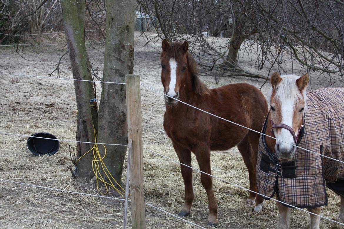 Haflinger Wicky billede 14