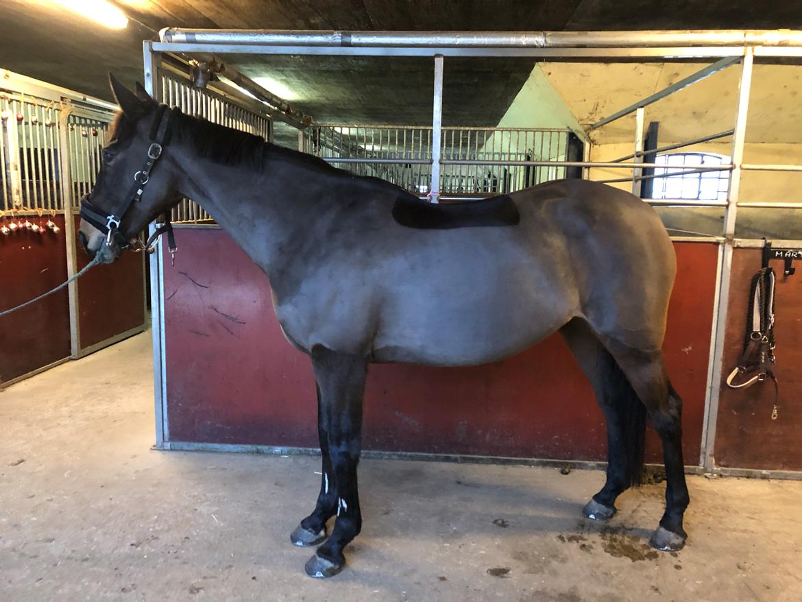 Irsk Sportspony BEIGH CASTLE [Tidl. lånepony] billede 10