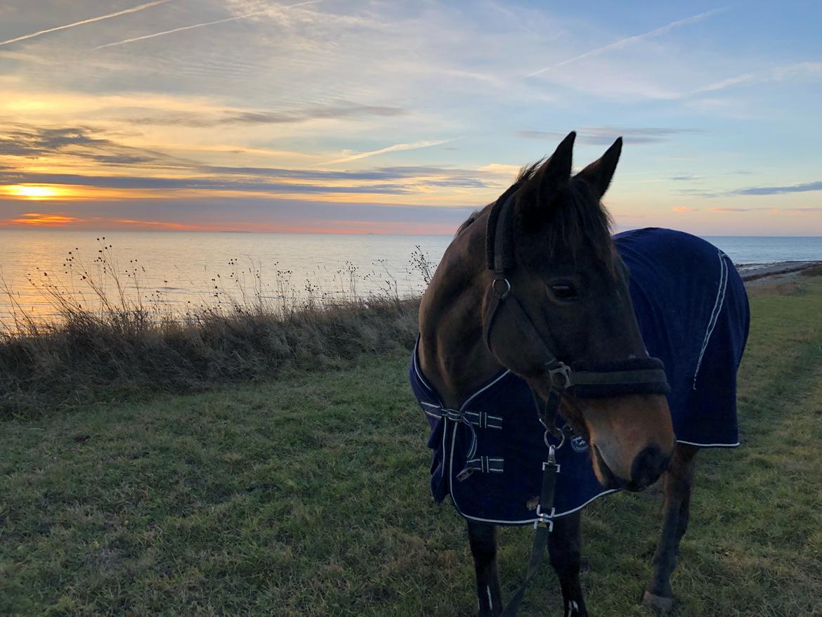 Irsk Sportspony BEIGH CASTLE [Tidl. lånepony] billede 11