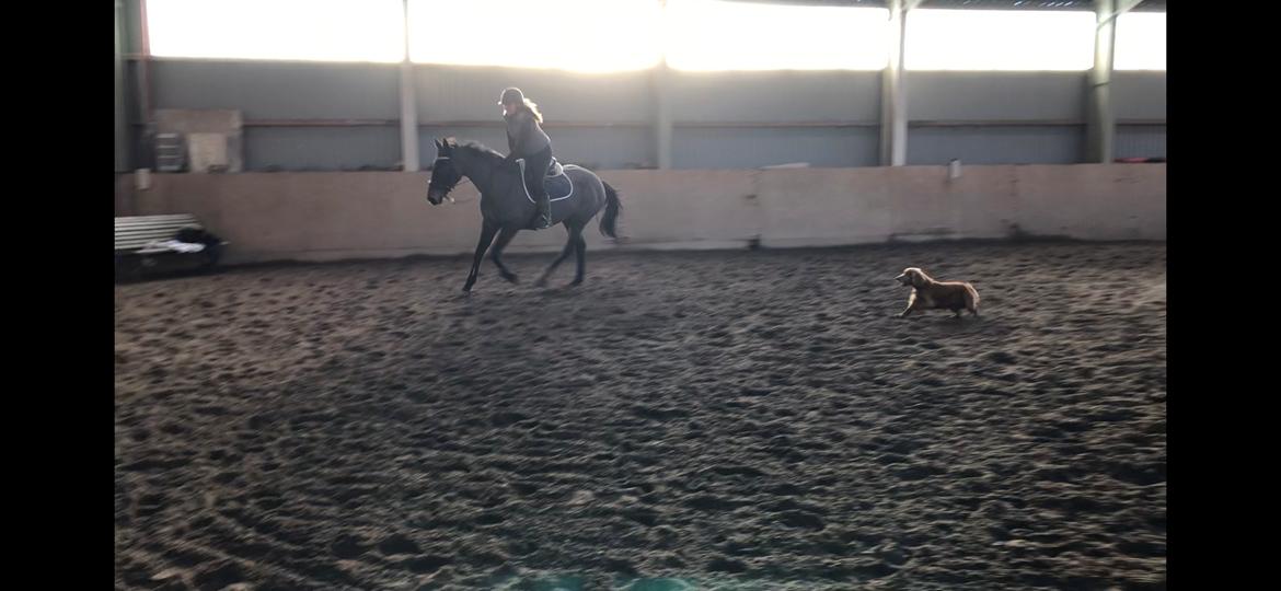 Irsk Sportspony BEIGH CASTLE [Tidl. lånepony] billede 12