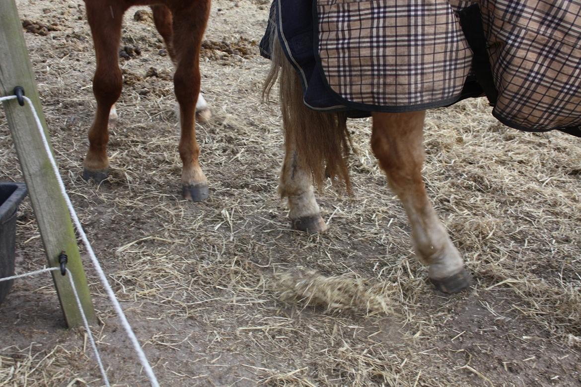 Haflinger Wicky billede 17