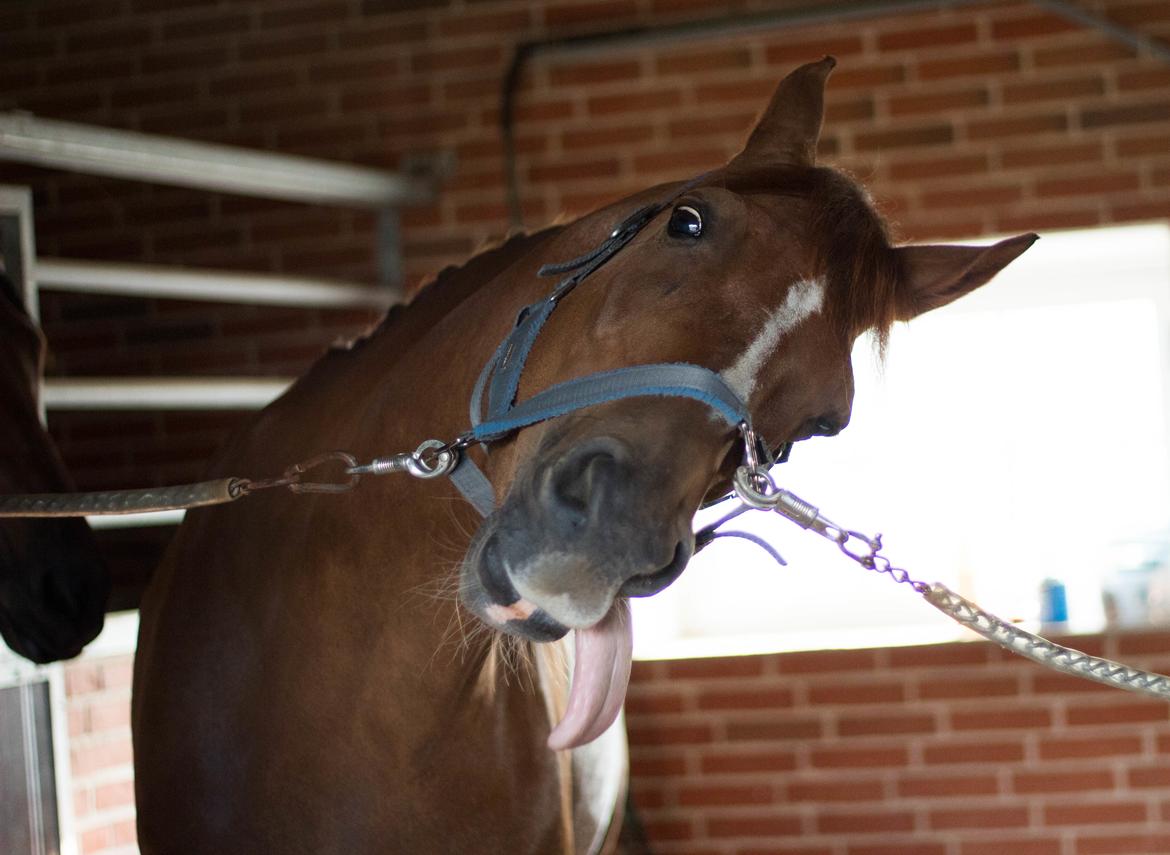 Hollandsk Varmblod A billede 2