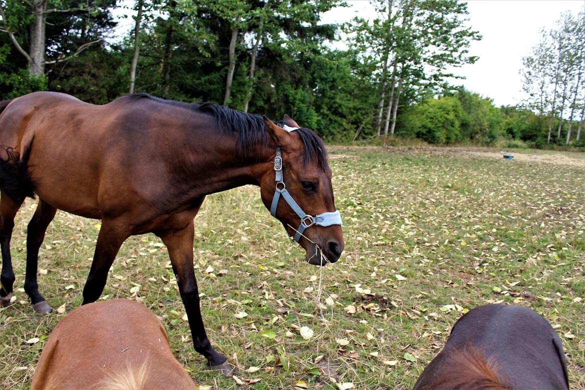 Dansk Varmblod Manifique Ax billede 8