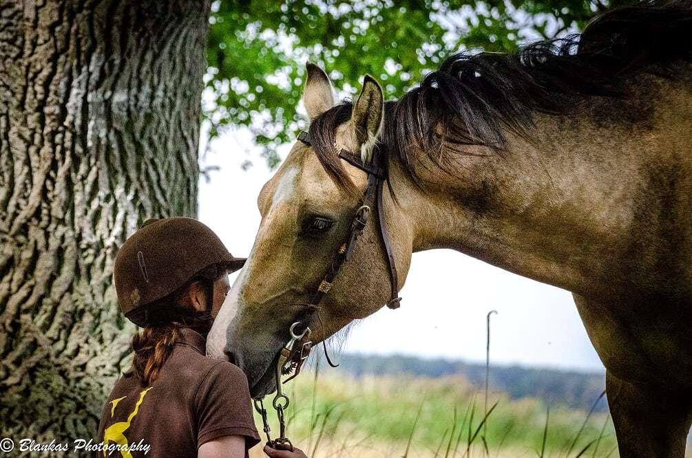 Welsh Mountain (sec A) Moondance bailey billede 2