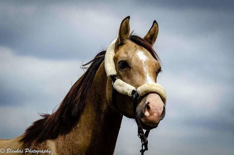 Welsh Mountain (sec A) Moondance bailey billede 1