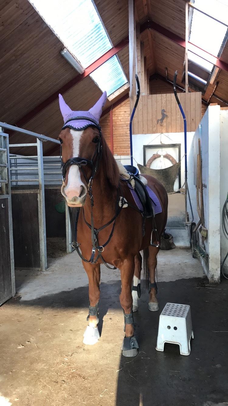 Anden særlig race Bessie billede 1