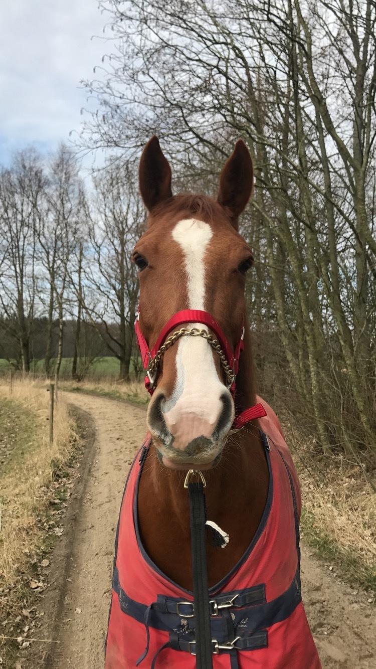Anden særlig race Bessie billede 4